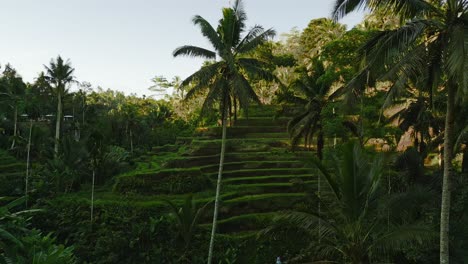 Drone-flying-through-the-palm-trees-towards-the-rice-terrace-in-Tegalalang,-Bali