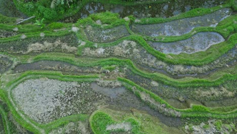 Eine-Von-Oben-Nach-Unten-Gerichtete-Perspektive,-Aufgenommen-Von-Einer-Drohne,-Die-Anmutig-über-Den-Tegalalang-Reisterrassen-Auf-Bali-Schwebt