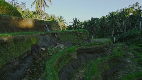 Elegante-Drone-Deslizándose-Cerca-De-Las-Encantadoras-Terrazas-De-Arroz-De-Tegalalang,-Bali