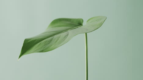 Close-up-of-green-leaf-on-white-background-with-copy-space-in-slow-motion