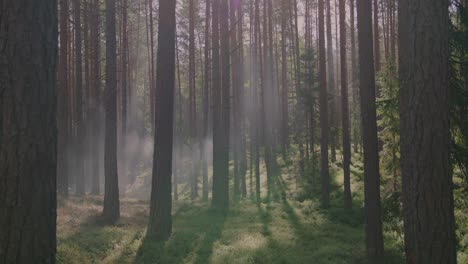 Sunlit-pine-forest-enveloped-in-smoke,-evoking-the-concept-of-a-forest-fire-in-a-natural-setting
