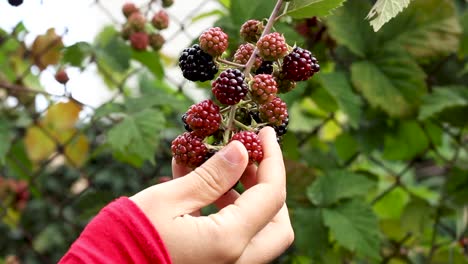 Woman-holding-and-smelling-blackberries-in-garden-and-smiling,-close-up