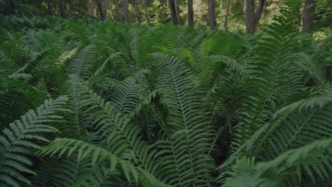 Lush-vibrant-green-Ferns-growing-on-the-forest-floor