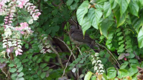 A-pigeon-rests-in-the-shade-on-a-tree-branch-on-Hawaii-island