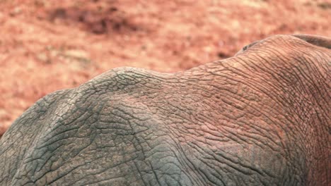 Detailansicht-Der-Faltigen-Haut-Eines-Afrikanischen-Elefanten-Mit-Schmutz