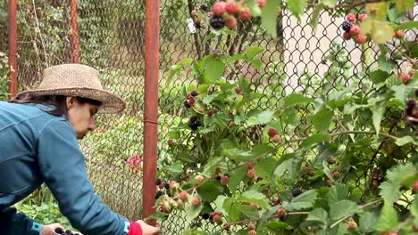 Woman-in-straw-hat-picking-berries-in-garden-and-eating-some,-medium-shot