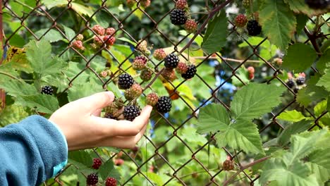 Woman-holding-and-smelling-blackberries-growing-on-mesh-fence-in-garden