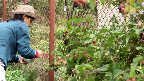Young-woman-harvesting-blackberry-shrub-growing-on-fence,-medium-shot