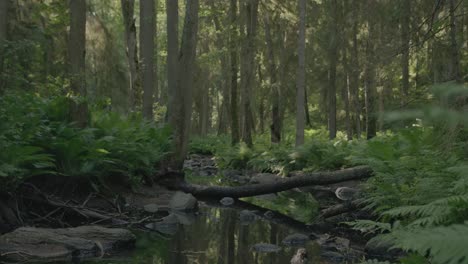Üppiger-Grüner-Wald:-Ein-Umgestürzter-Baum-Dient-Als-Brücke-über-Einen-Bach-In-Einem-üppigen-Grünen-Wald,-Umgeben-Von-Leuchtenden-Farnen,-Die-Den-Waldboden-Bedecken