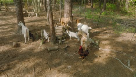 Aerial-view-showing-goats-and-hen-in-countryside-field-in-forest-landscape-during-sunny-day