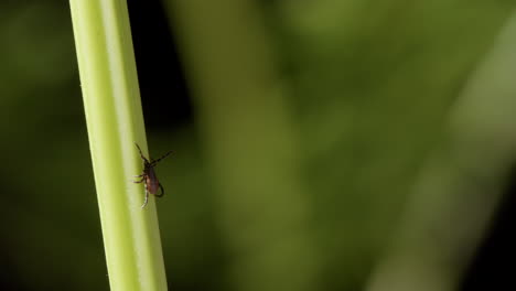 Ectoparasitic-tick-climbs-green-stalk-of-plant-with-front-legs-outstretched