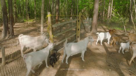 Aerial-view-of-goat-family-resting-in-wilderness-during-sunny-day