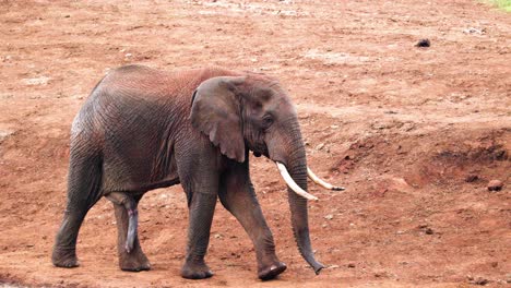 Junger-Männlicher-Afrikanischer-Elefant-Beim-Wandern-Im-Aberdare-Nationalpark,-Kenia