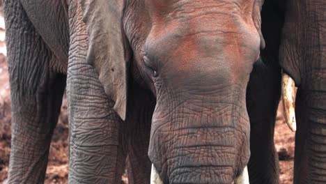 A-View-of-Elephants'-Trunk-and-Tusks-in-Aberdare-National-Park,-Kenya---Close-Up