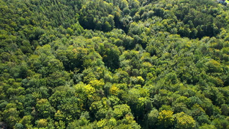Top-down-aerial---beautiful-green-forest-visible-from-the-treetops-above---natural-green-spaces-close-to-the-city---green-space-in-the-city---climate-balance