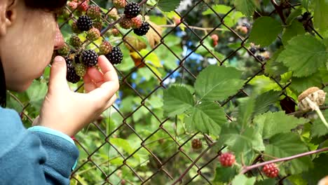Young-woman-holding-bunch-of-blackberries-on-twig-and-smelling-them,-static