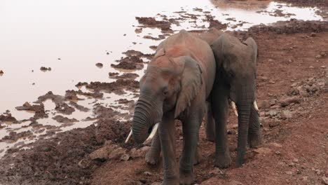 Una-Vista-De-Elefantes-Muy-Cerca-Unos-De-Otros-En-El-Parque-Nacional-De-Aberdare,-Kenia---Primer-Plano