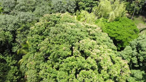 Flying-over-huge-mango-trees-in-the-south-hawaii-island-jungle