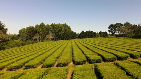 Close-view-of-stunning-green-tea-plants,-ready-for-harvest,-capturing-the-anticipation-and-beauty-of-tea-cultivation