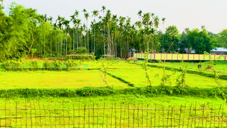 Vista-Desde-Un-Tren-En-Movimiento-En-Una-Zona-Rural-De-Bangladesh-Con-Tierras-De-Cultivo