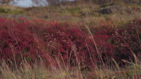 Kräftig-Rot-Gefärbte-Büsche-In-Den-Herbstböen