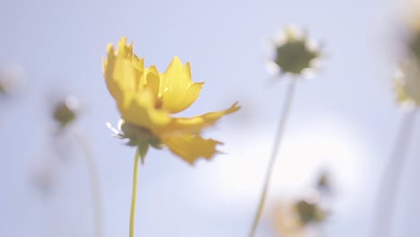Wunderschöne-Gelbe-Blumen-Tanzen-Anmutig-Im-Wind,-Ihre-Leuchtenden-Blütenblätter-Wiegen-Sich-Im-Sanften-Rhythmus-Des-Atems-Der-Natur