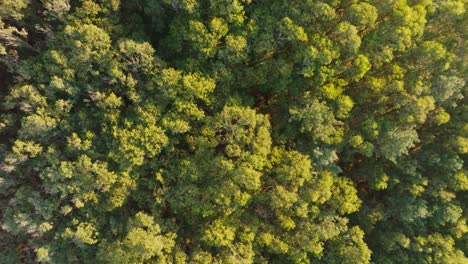Overhead-View-Of-Dense-Forest-With-Green-Foliage-In-Summer