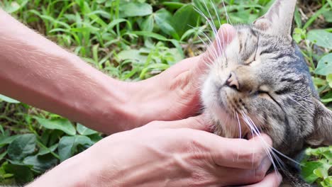 Tabby-cat-enjoys-a-face-massage-outside-on-green-vegetation