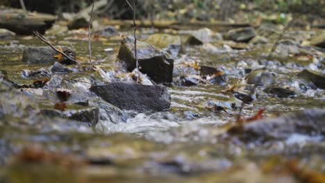 Nahaufnahme-Von-Wasser,-Das-An-Einem-Herbsttag-In-Milton,-Ontario,-über-Felsen-In-Einem-Flussbett-Fließt