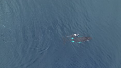 Oben:-Ansicht-Eines-Buckelwals-Mit-Mutter-Und-Kalb,-Der-In-Der-Nähe-Von-Cooks-Bay,-Moorea,-Französisch-Polynesien-Schwimmt
