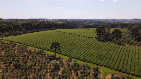 A-bird's-eye-view-offers-a-panoramic-sight-of-yerba-mate-and-green-tea-plantations,-highlighting-the-lush-and-productive-landscapes-of-South-American-tea-cultivation
