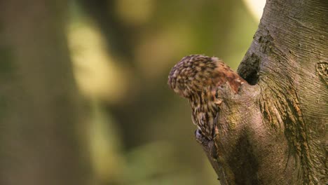 Tawny-owl-Strix-aluco-sitting-in-tree-hole,-profile-shallow-depth-shot