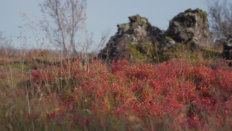 Herbstfarben-Auf-Pflanzen-Mit-Alter-Lava-Im-Hintergrund