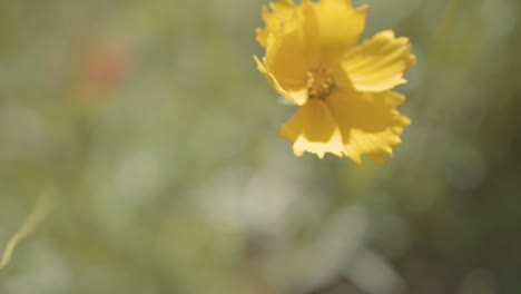 A-close-up-shot-captures-the-intricate-details-of-a-beautiful-yellow-flower-gracefully-swaying-in-the-wind,-epitomizing-the-harmonious-dance-of-nature