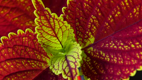 Rotierende-Ansicht-Von-Oben-Auf-Wunderschöne-Farben-Einer-Gesunden-Coleus-Pflanze