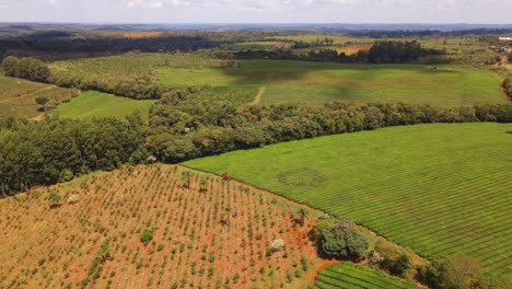 A-beautiful-plantation-split-between-yerba-mate-and-green-tea,-showcasing-the-diverse-and-harmonious-cultivation-of-both-iconic-South-American-crops