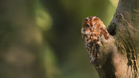 Sleepy-tawny-owl-or-brown-owl-sits-in-its-tree-hollow,-shallow-focus,-copy-space