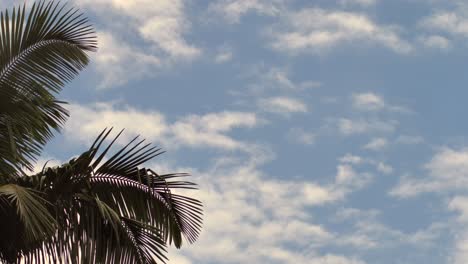 Palm-leaf-and-clouds-with-a-gentle-breeze-in-a-time-lapse-in-the-evening-time-on-Hawaii