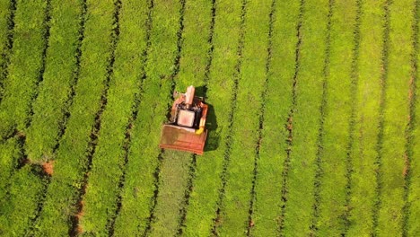 Aerial-view-captures-a-machine-harvesting-green-tea-leaves-in-a-plantation,-showcasing-the-modern-agricultural-practices-involved-in-tea-production