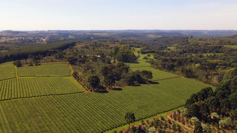 A-breathtaking-plantation-of-green-tea-in-South-America-showcases-the-scenic-beauty-and-agricultural-importance-of-this-renowned-and-cherished-crop