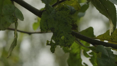 Close-up-shot-of-leaves-of-an-apple-tree-moving-heave-in-the-wind
