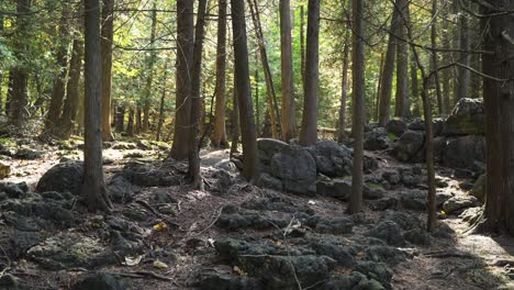 Sun-shining-through-the-trees-on-a-rocky-fall-landscape-in-Milton