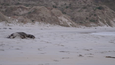 Lazy-New-Zealand-Sea-Lion-Lying-On-The-Sandy-Shore-Of-Sandfly-Bay,-Dunedin,-New-Zealand