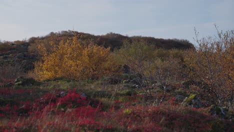 Herbstfarben-Von-Pflanzen,-Die-Aus-Alter-Lava-Im-Süden-Islands-Aufsteigen