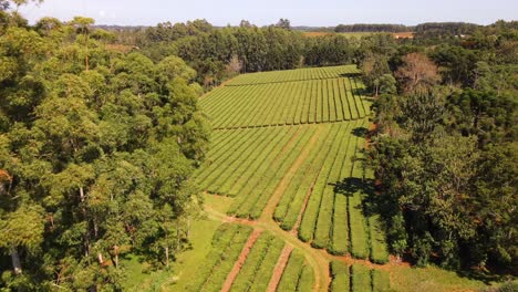 A-splendid-tea-plantation-in-Misiones,-Argentina,-showcasing-the-picturesque-beauty-of-South-American-tea-farming