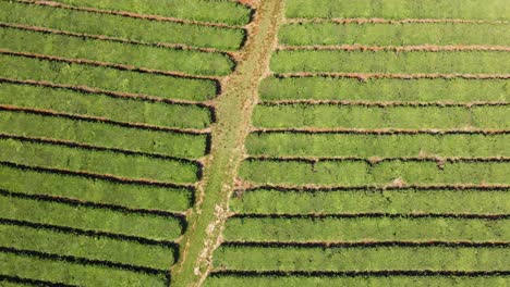 A-top-down-image-reveals-a-pristine-tea-plantation-with-perfectly-aligned-rows,-highlighting-the-precision-and-elegance-of-tea-cultivation