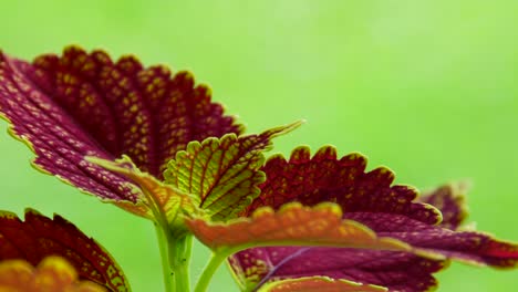Rotating-view-from-the-side-of-this-variegated-coleus-plant