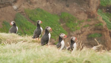 A-few-puffins-looking-around-on-an-island-in-north-Iceland