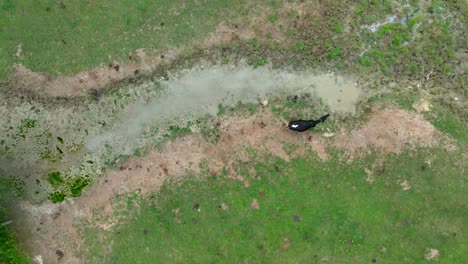 Schwarze-Kuh-Weidet-In-Der-Nähe-Von-Verschmutztem-Wasser