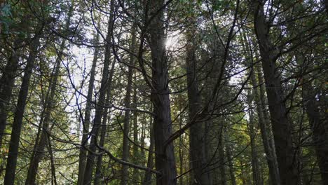 Sun-shining-through-the-tops-of-pine-trees-on-an-autumn-day-in-Milton,-Ontario